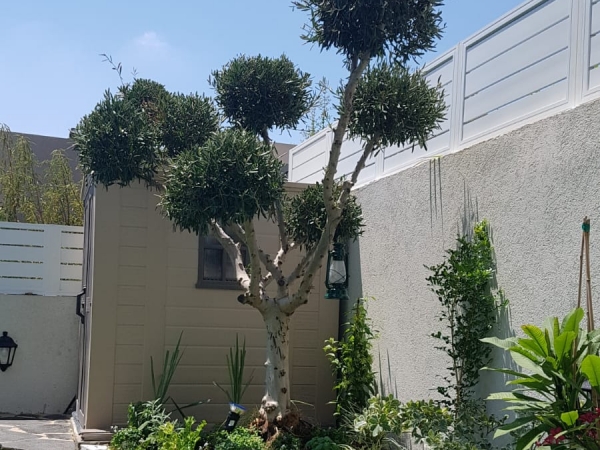 98409f1be29c85f797ffe83fa6e5b2e2